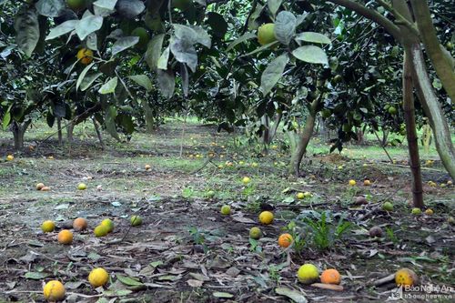 Cam Con Cuông rụng đầy vườn, giá rớt thảm hại