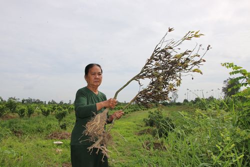 Dịch bệnh khiến quýt hồng ở Đồng Tháp chết hàng loạt