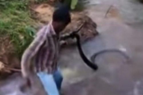 'Thầy rắn' Ấn Độ tay không giải cứu hổ mang chúa khổng lồ