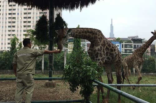Lần đầu tiên hươu cao cổ sinh con thành công tại Thảo cầm viên Sài Gòn