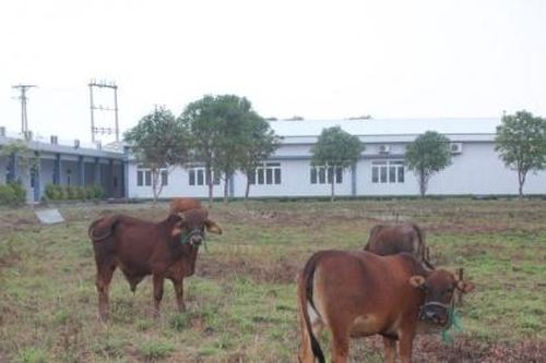 Hà Tĩnh: Cần sớm thu hồi Dự án Bệnh viện Đa khoa Ngọc Linh 227 tỷ đồng bỏ hoang, gây lãng phí