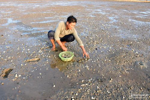 Nghệ An: Nhiều diện tích ngao, hàu chết hàng loạt