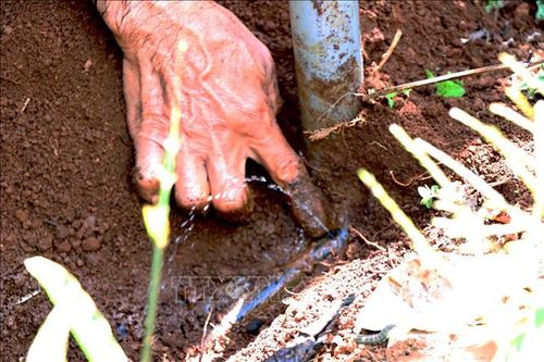 Đắk Nông hỗ trợ nông dân lắp đặt hệ thống tưới nhỏ giọt