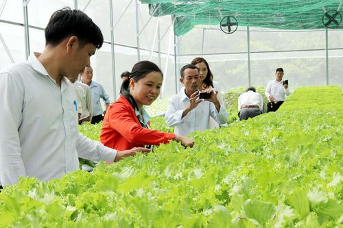 Chuẩn bị tổng kết Nghị quyết Trung ương 5 tiếp tục đổi mới, nâng cao hiệu quả kinh tế tập thể