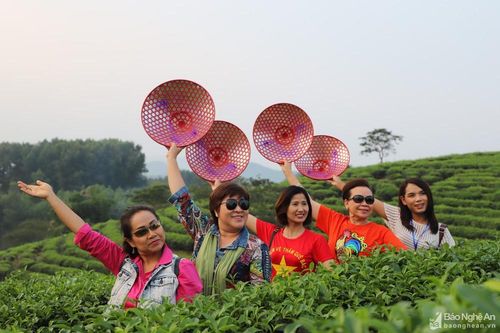 Du khách Thái Lan thích thú tham quan đảo chè Nghệ An mùa đông
