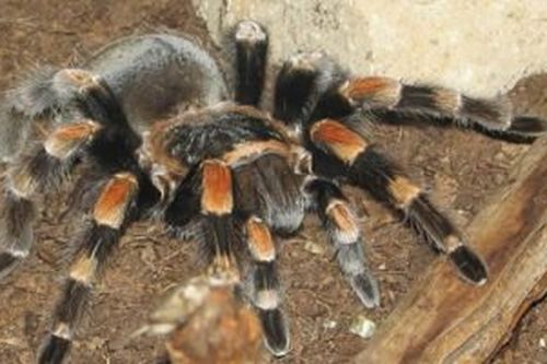 Rợn người cảnh nhện tarantula lột xác thay da