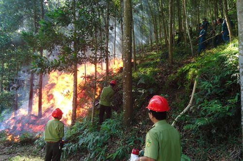 Chủ rừng phải tổ chức thực tập phương án chữa cháy rừng