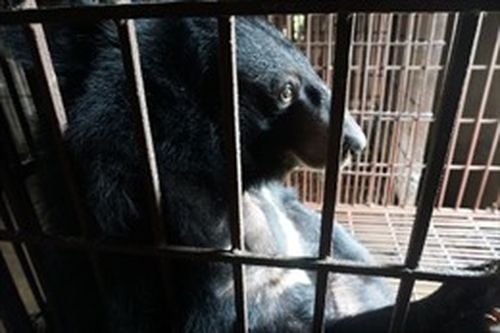 Ra mắt phim ngắn kêu gọi cộng đồng không sử dụng mật gấu