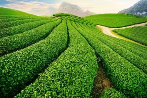 Đến Đà Lạt, đừng bỏ qua những điểm du lịch này!