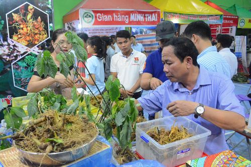 Bán ra 55kg sâm củ, chợ phiên sâm núi Ngọc Linh thu gần 4,2 tỷ đồng