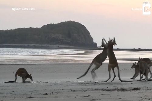 Kangaroo đánh nhau trên bờ biển Australia