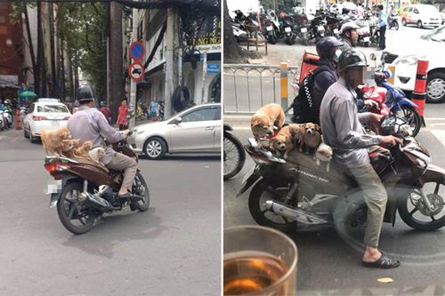 Bức ảnh đàn chó đu bám trên yên xe cùng chủ qua mọi nẻo đường gây sốt mạng xã hội
