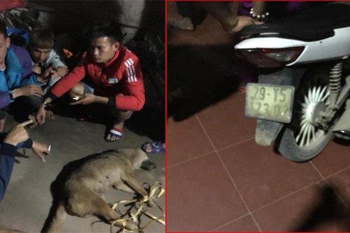 Đánh bả trộm chó, 3 'cẩu tặc' bị dân phục kích bắt giữ
