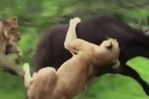 Trâu rừng húc sư tử để cứu đồng loại