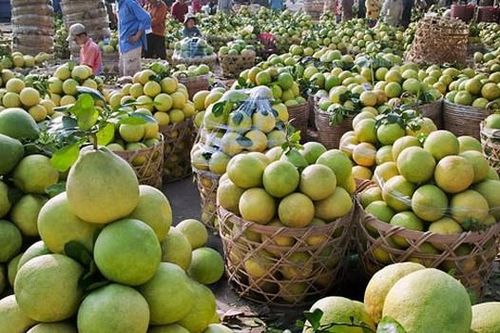 Bưởi da xanh, sầu riêng rớt giá thảm hại