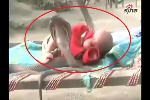 Kinh ngạc clip 4 con rắn hổ mang chúa 'trông' em bé đang ngủ