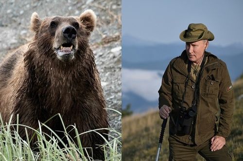 Tổng thống Putin kể chuyện bị gấu vây trong rừng ở Siberia