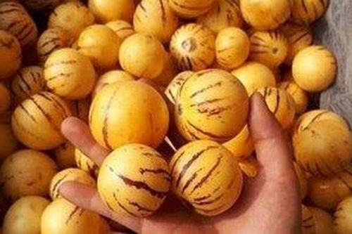 Dân Việt tranh nhau mua quả sâm sữa Trung Quốc