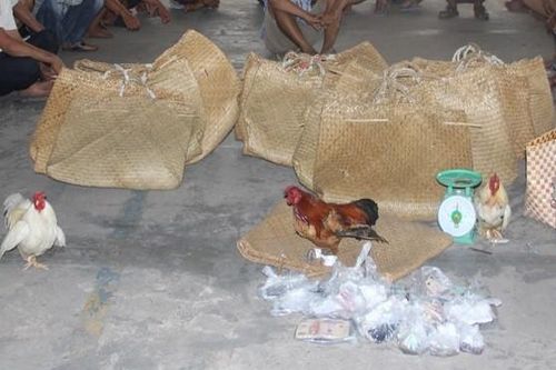 Triệt phá tụ điểm đá gà ăn tiền, tạm giữ 25 đối tượng