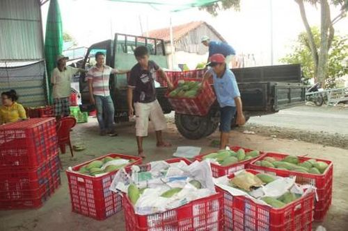 Cần tìm đầu ra ổn định cho xoài trên đất cù lao Chợ Mới