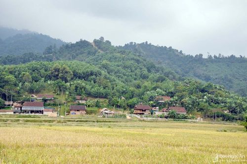 Chuyện những lá đơn đặc biệt ở Con Cuông