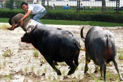 Dắt trâu đi kéo gỗ về làm nhà, người đàn ông bị húc tử vong