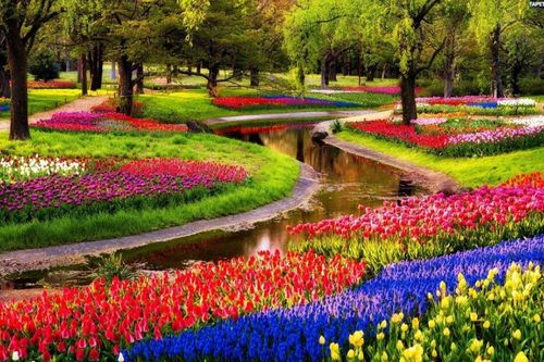 Lạc vào công viên hoa Tulip rực rỡ sắc màu ở Ecopark