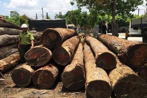 Vụ trùm gỗ lậu Phượng 'râu': Khởi tố thêm một giám đốc