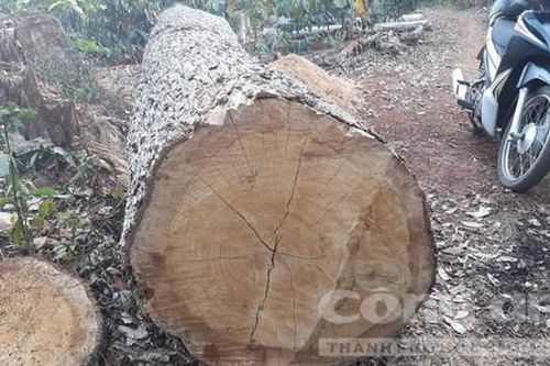 Bi hài bảo vệ rừng thuê người vào phá rừng