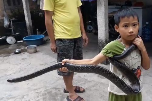 Bé trai 7 tuổi người Việt tay không chơi với rắn dài 2 m lên báo Tây