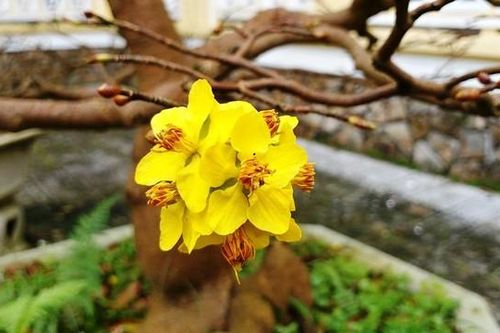 Mai nở sớm bất thường, nhà vườn khóc ròng lo 'trắng Tết'