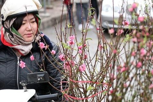 1 triệu đồng/cành đào Nhật Tân, người dân vẫn mua ào ào để chơi Tết Dương lịch