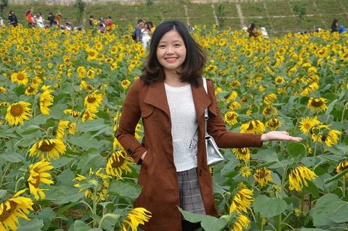 Quảng Bình: Cánh đồng hoa hướng dương 'hút' bạn trẻ dịp Tết dương lịch