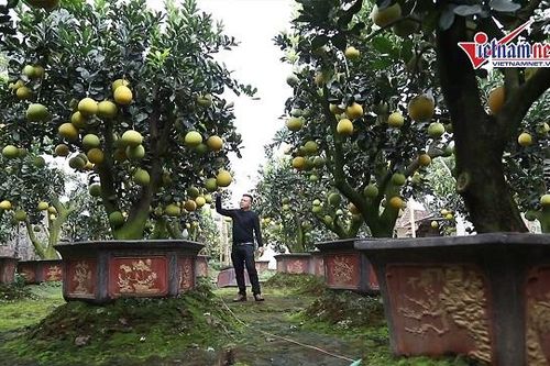 Nỗi nhọc nhằn của người trồng bưởi cảnh chơi Tết thu tiền tỷ