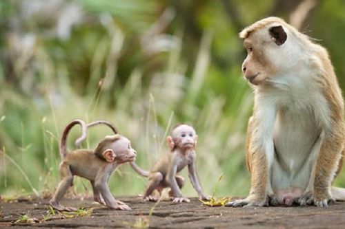 Những điều bất ngờ và thú vị về tâm lý động vật