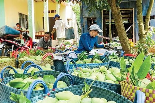 Đưa rau quả vào thị trường khó tính