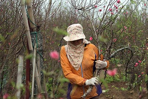 Người dân hối hả đến làng Nhật Tân mua đào, đem ra chợ bán