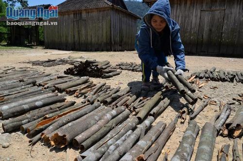 'Trái ngọt' từ đa dạng hóa vùng chuyên canh ở Trà Bồng, Quảng Ngãi