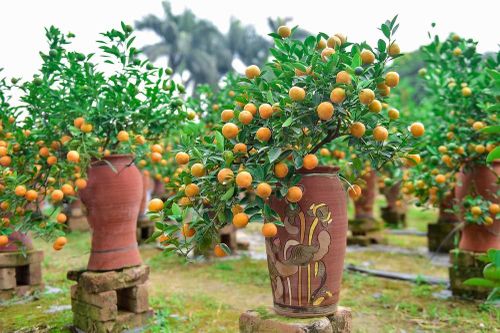 Độc đáo quất bonsai trồng trong bình gốm chơi Tết ở Hà Nội