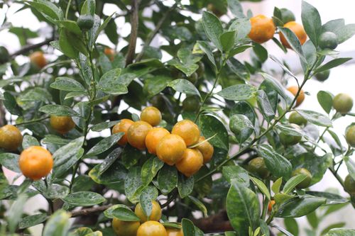 Hà Nội: Độc đáo quất Bonsai đón Tết Kỷ Hợi