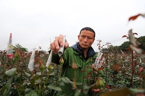Người dân Tây Tựu tất bật chăm sóc hoa vụ Tết