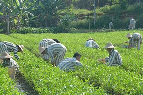 Phạm nhân lao động cũng phải được hưởng thành quả của mình