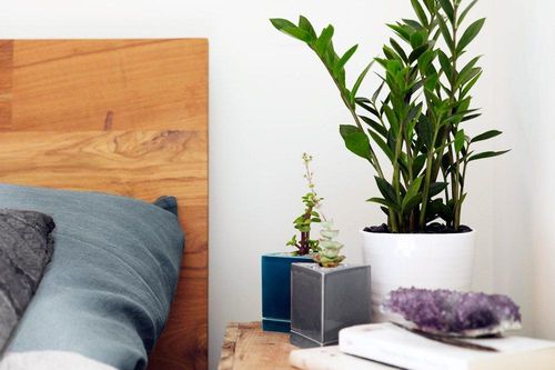 8 loại cây cảnh nên đặt trong phòng ngủ