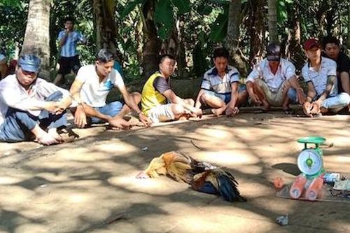 Cảnh sát ập vào trường gà ở vùng quê ngày cuối tuần