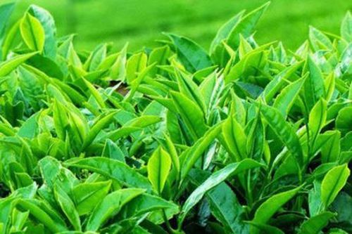 Những nước nào nhập khẩu chè của Iran?