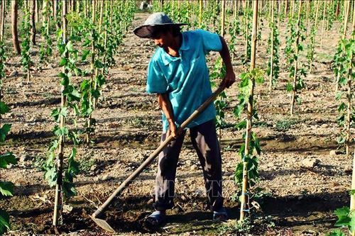 Ninh Thuận chuyển đổi gần 1.200 ha cây trồng trên vùng đất khô hạn