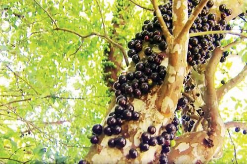Vỏ cây nho gỗ giúp phòng ngừa bệnh tiểu đường