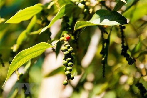 Phát triển thương hiệu hồ tiêu trên vùng đất Hà Tiên