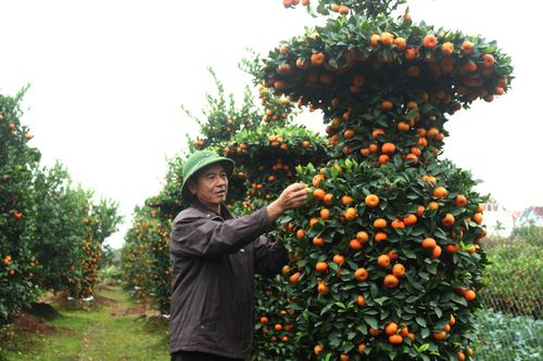 Cây cảnh 'độc, lạ' vào vụ Tết