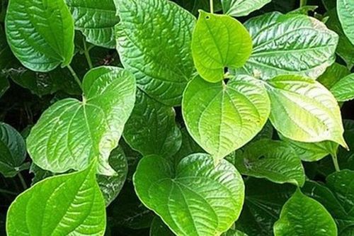 Chữa đau nhức xương khớp cực tốt ngày lạnh nhờ ... lá lốt